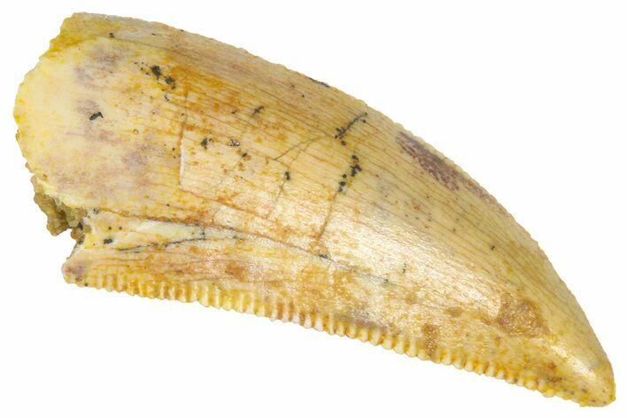 Serrated Raptor Tooth - Real Dinosaur Tooth #360995